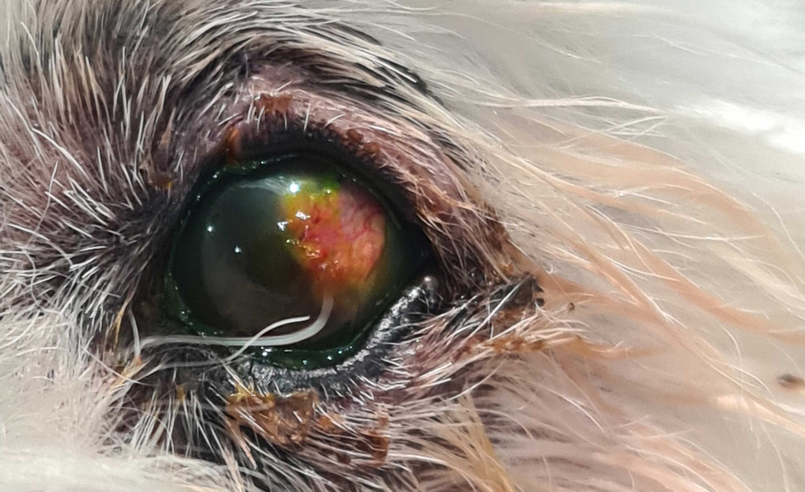 Corneal-graft