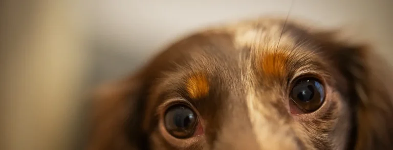 Sudden Blindness in Dogs: Understanding SARDs